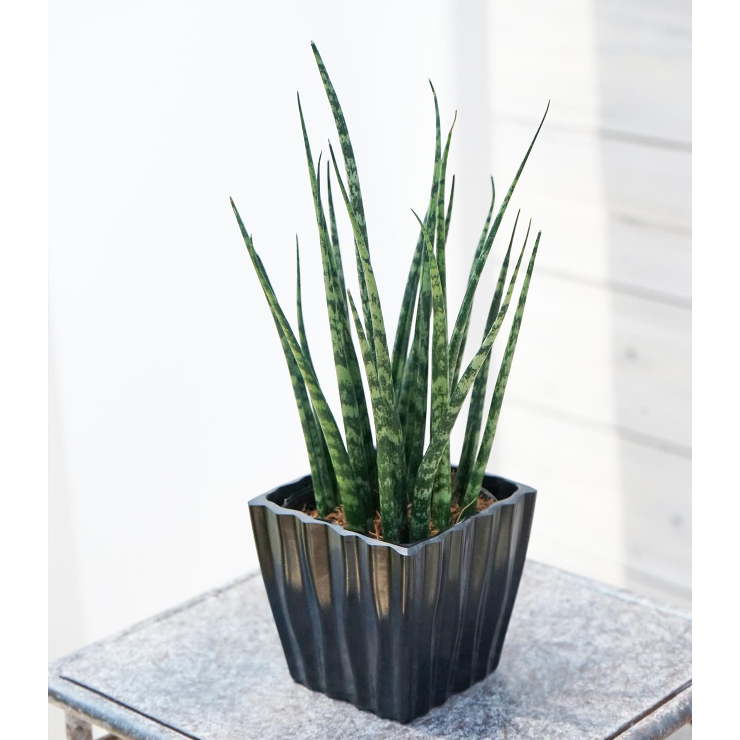 Amazon.co.jp: 観葉植物 サンセベリア ファンウッド ミカド 2.5号